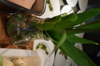 Pesto á la Klaus-Werner Wagner